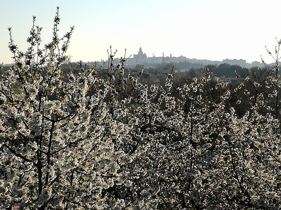B&B Masseria Nardelli Locorotondo Dış mekan fotoğraf